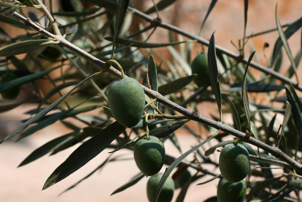 דירות Epidaurus Athina Ecofarm מראה חיצוני תמונה